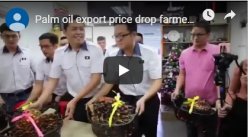 palm oil price drop blue